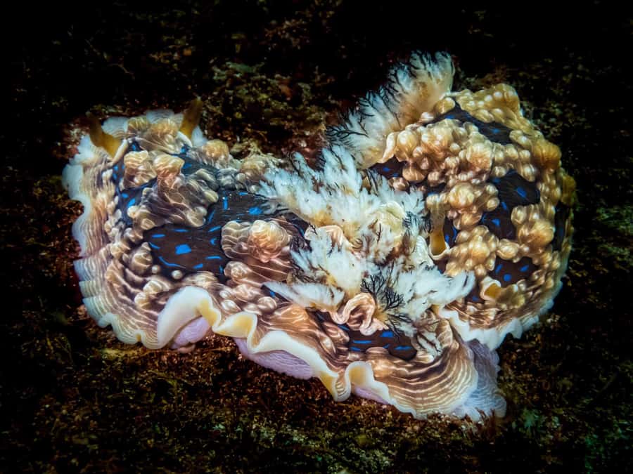 Goat Island Try Scuba Diving Experience - Who should book this experience