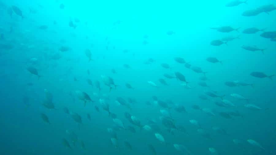 Gold Coast: 3-Day PADI Open Water Course - From classroom basics to open water
