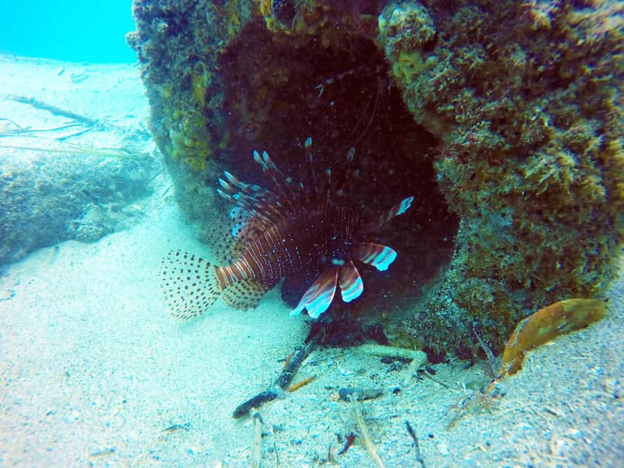 Gold Coast: 3-Day PADI Open Water Course - Practical advice before you book