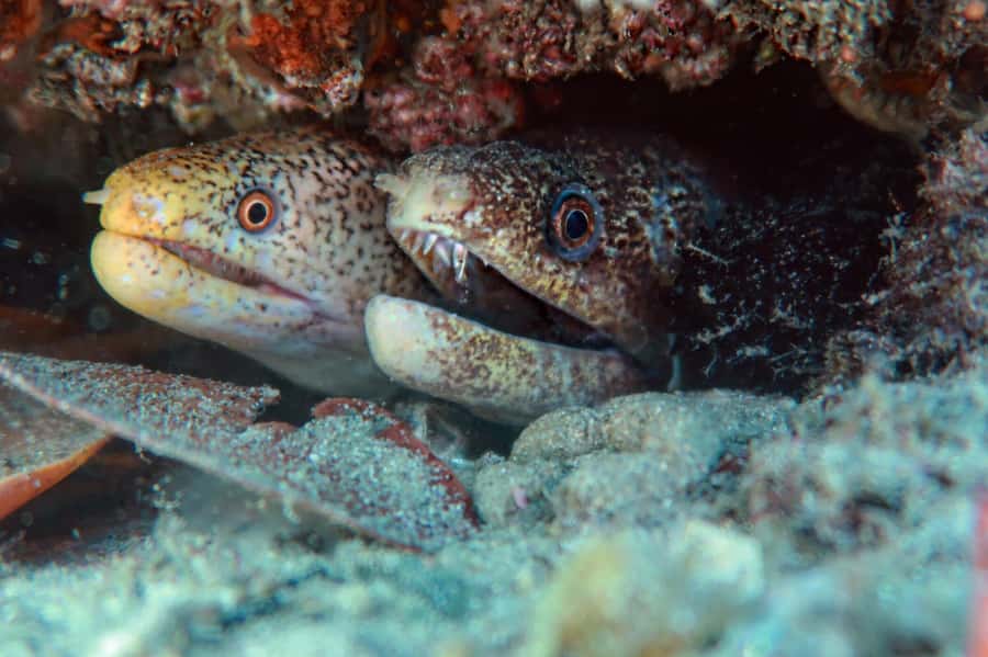 Gold Coast: Cook Island Marine Reserve Scuba Experience Dive - From Miami to Cook Island’s clear water
