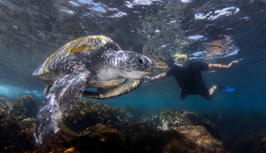 Gold Coast: Cook Island Marine Reserve Scuba Experience Dive - One instructor for each person