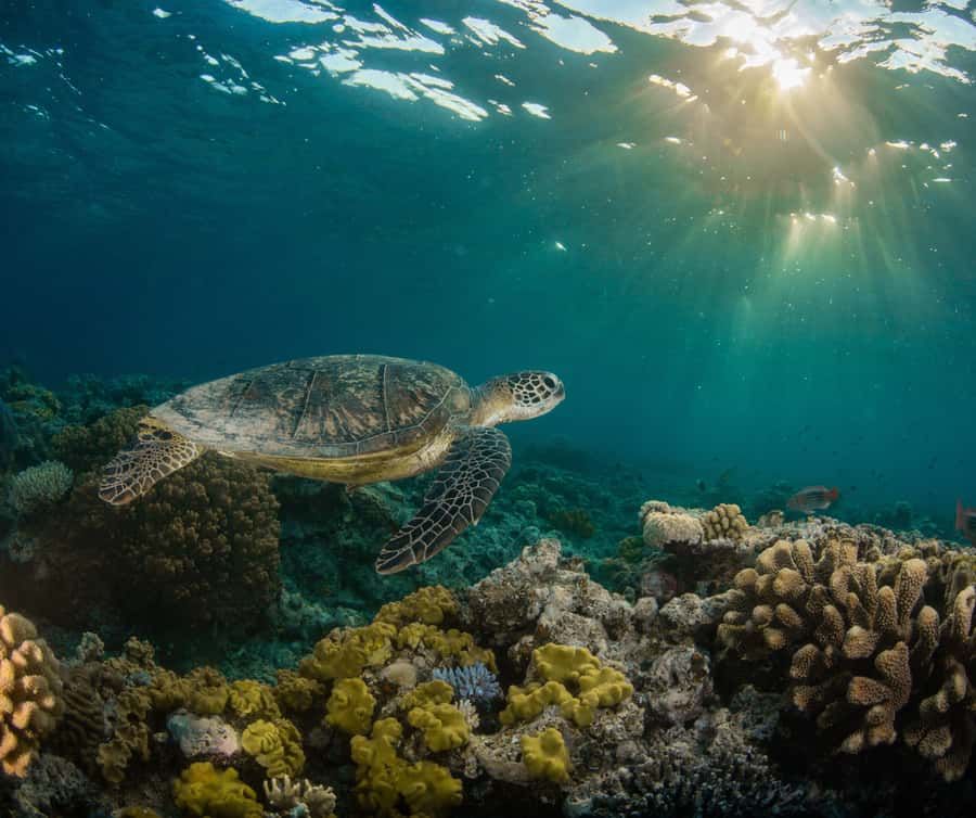 Gold Coast: Cook Island Marine Reserve Scuba Experience Dive - Boat comfort and the seasickness question