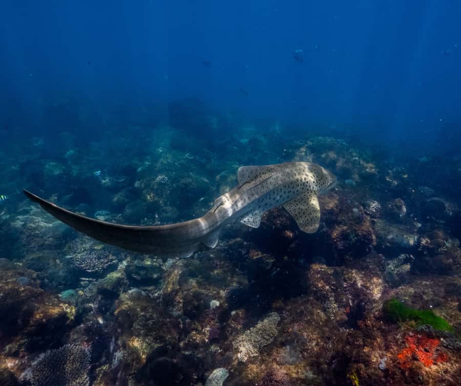 Gold Coast: Cook Island Marine Reserve Scuba Experience Dive - How this compares with a standard reef outing