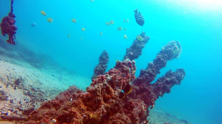 Gold Coast: Introductory SCUBA Diving Experience - Key points to know before booking
