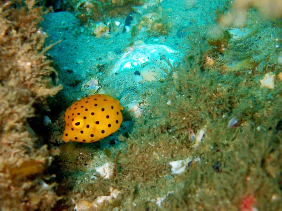 Gold Coast: Introductory SCUBA Diving Experience - Should you book it?
