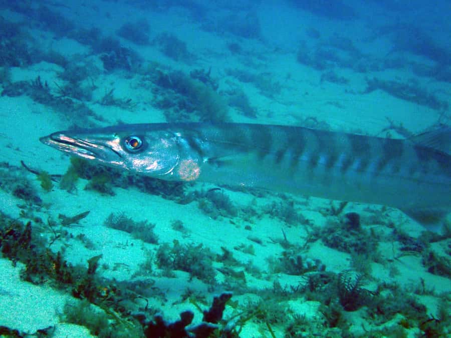 Gold Coast: Introductory SCUBA Diving Experience - Booking details that affect your day