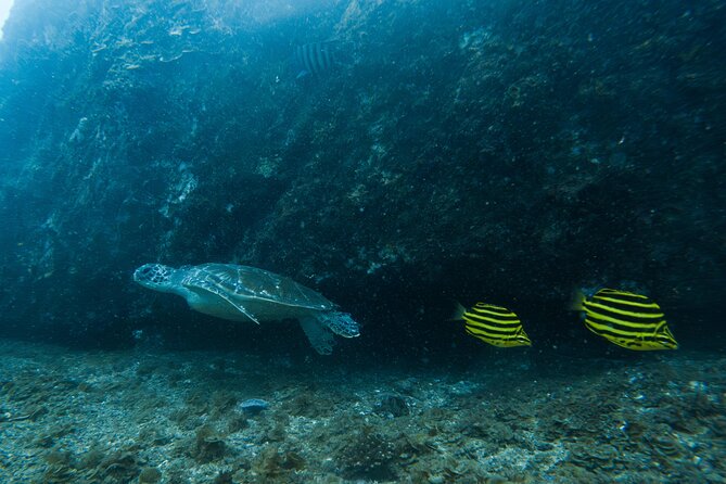 Gold Coast Learn to Dive – Open Water Certification Course - Group size, gear, and the early morning routine