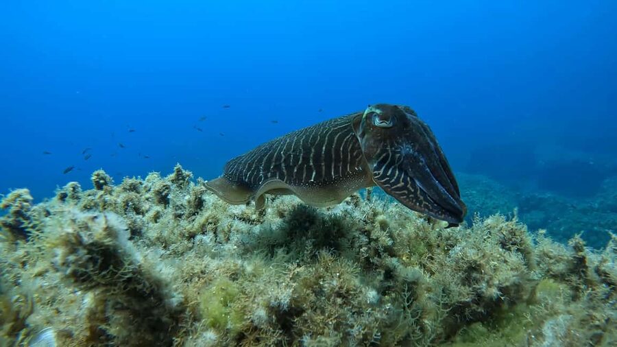 Gozo: Discover Scuba Diving Experience for Beginners - Key points to know before you book