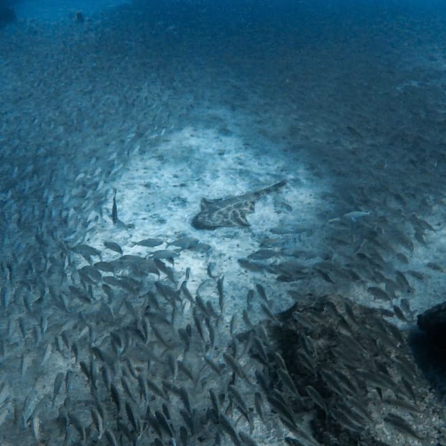Gran Canaria: 3-Day Open Water Diver Course - Who should book this course