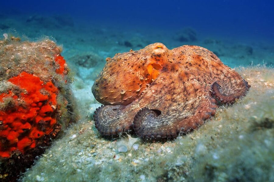Gran Canaria: 3-Day Open Water Diver Course - Day one: theory, equipment, and first pool skills