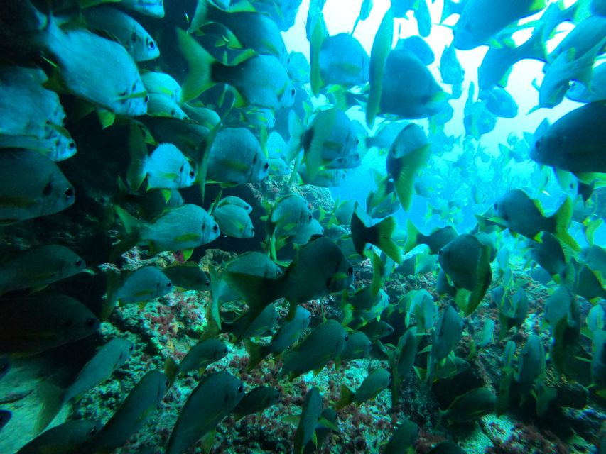 Gran Canaria: Discover Scuba Diving - Free Transfers - Up to 50 minutes among rays and octopus