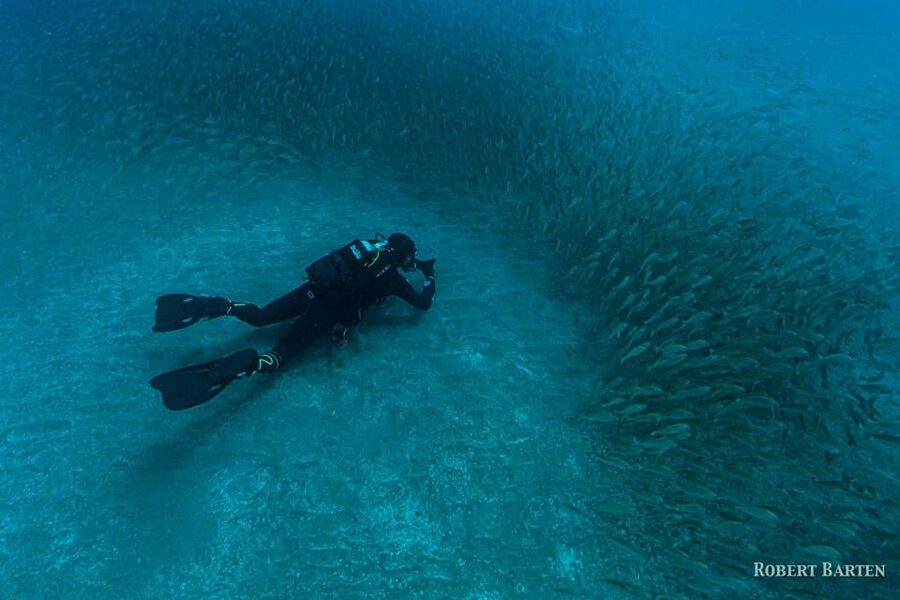 Gran Canaria:Live an Adventure and Learn to Dive with Expert - Fish, cuttlefish, and a possible ray at 6 meters