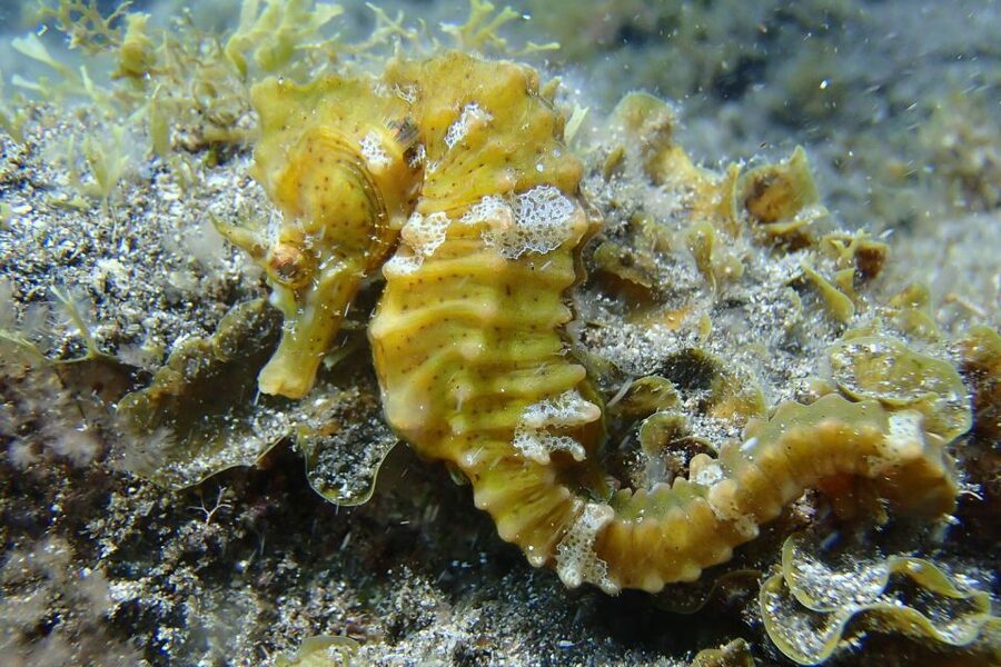 Gran Canaria:Live an Adventure and Learn to Dive with Expert - Is $100 a fair price?