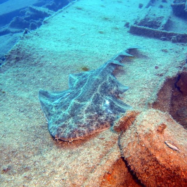 Gran Canaria: Morning Scuba Dive - Boat access and the two underwater sessions
