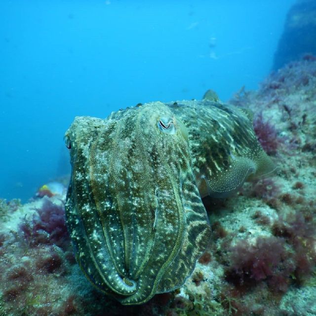 Gran Canaria: Morning Scuba Dive - How the $118 price measures up