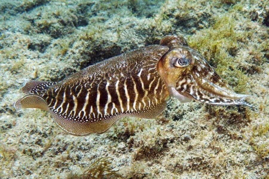 Gran Canaria: Scuba Diving for Beginners - Key points to know before you book