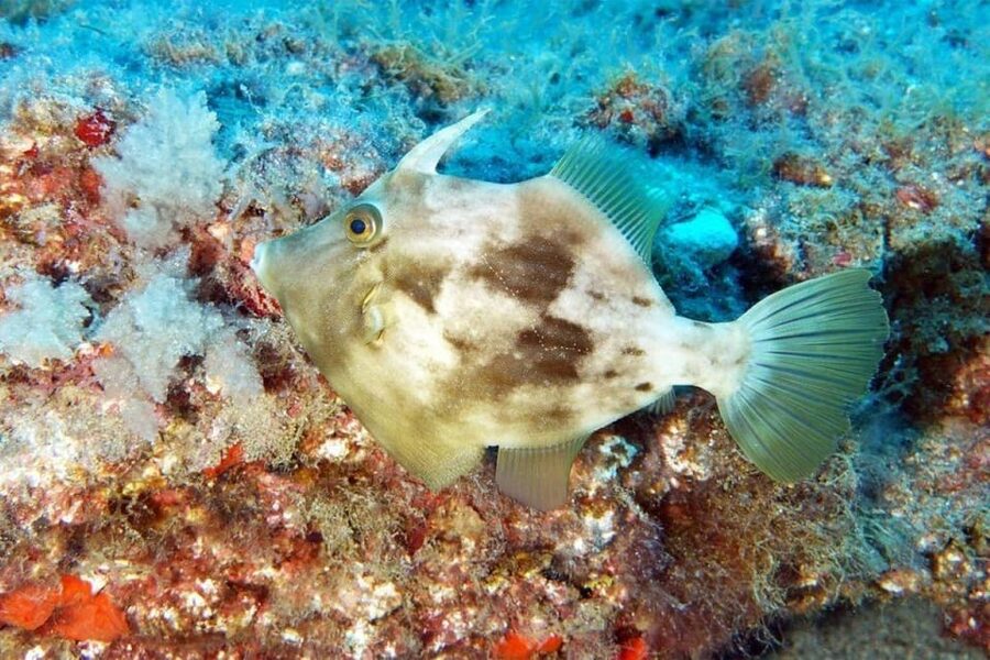 Gran Canaria: Scuba Diving for Beginners - The open-water session around Puerto Rico