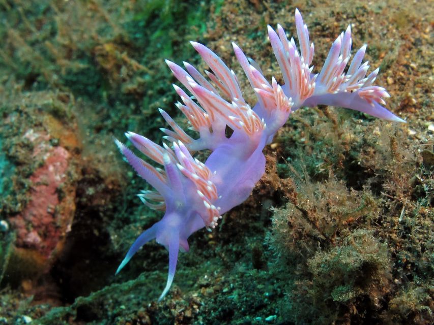 Gran Canaria Scuba Diving for Certified Divers - Key points to know before booking