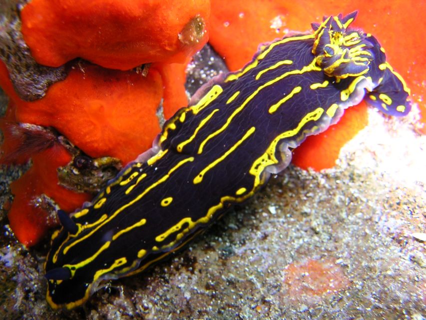 Gran Canaria Scuba Diving for Certified Divers - FAQ