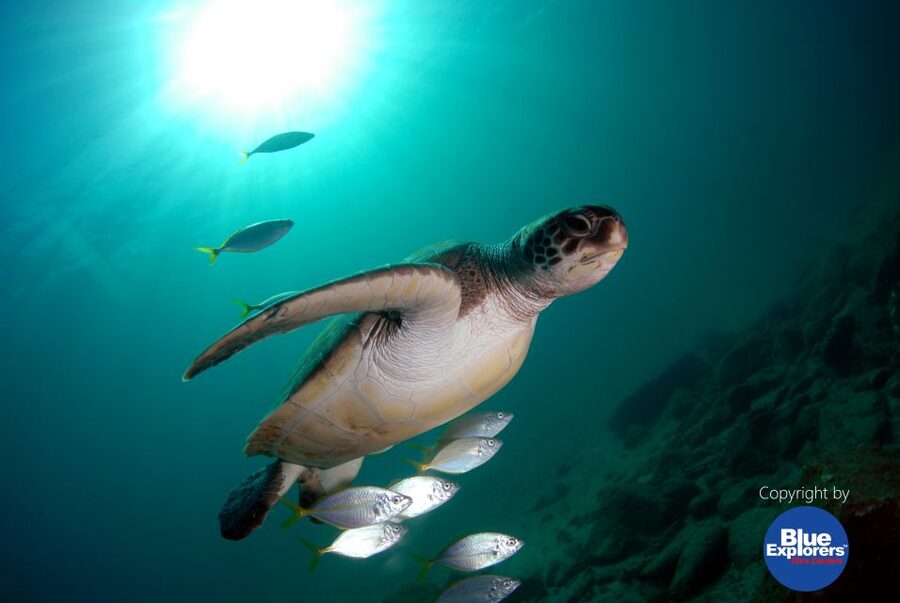 Gran Canaria Scuba Diving for Certified Divers - What is included for the $141 price