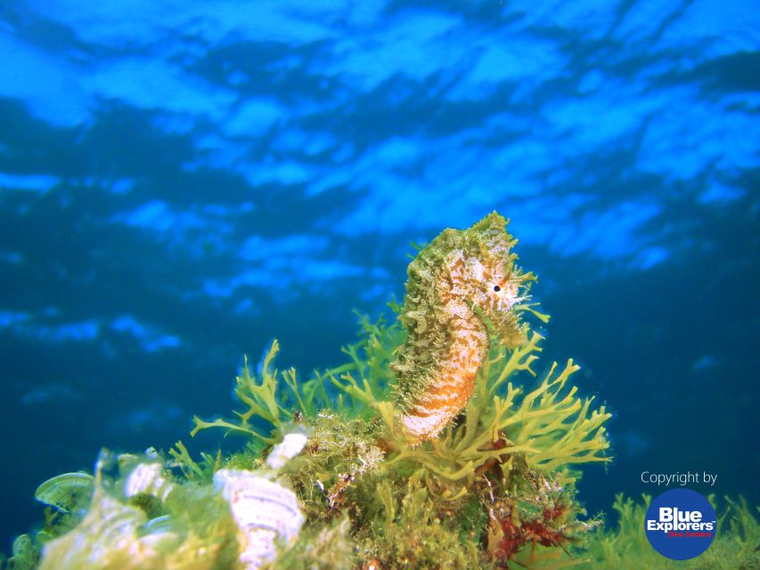 Gran Canaria Scuba Diving for Certified Divers - The instructor and the value of a small group