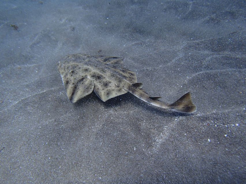 Gran Canaria Scuba Diving for Certified Divers - Who will get the most from this experience