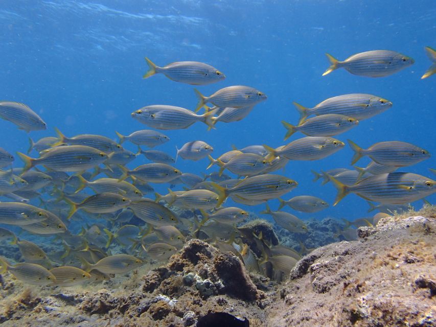 Gran Canaria Scuba Diving for Certified Divers - Should you book Gran Canaria Scuba Diving for Certified Divers?