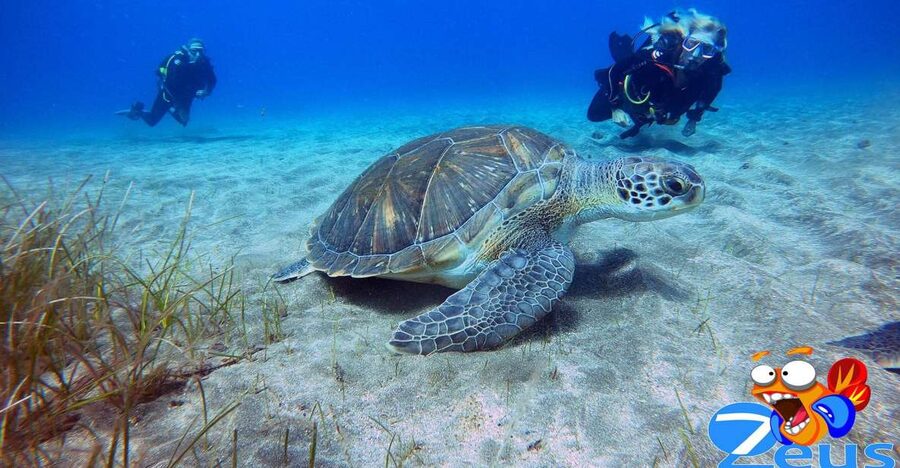 Gran Canaria Scuba Diving for Certified Divers - Volcanic rock, fish schools, and small marine life