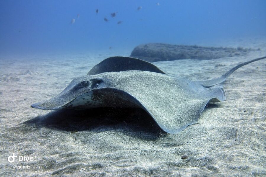 Gran Canaria: Try Scuba Diving for Beginners - Why the instructors matter so much