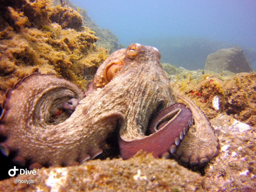 Gran Canaria: Try Scuba Diving for Beginners - Is $94 good value?