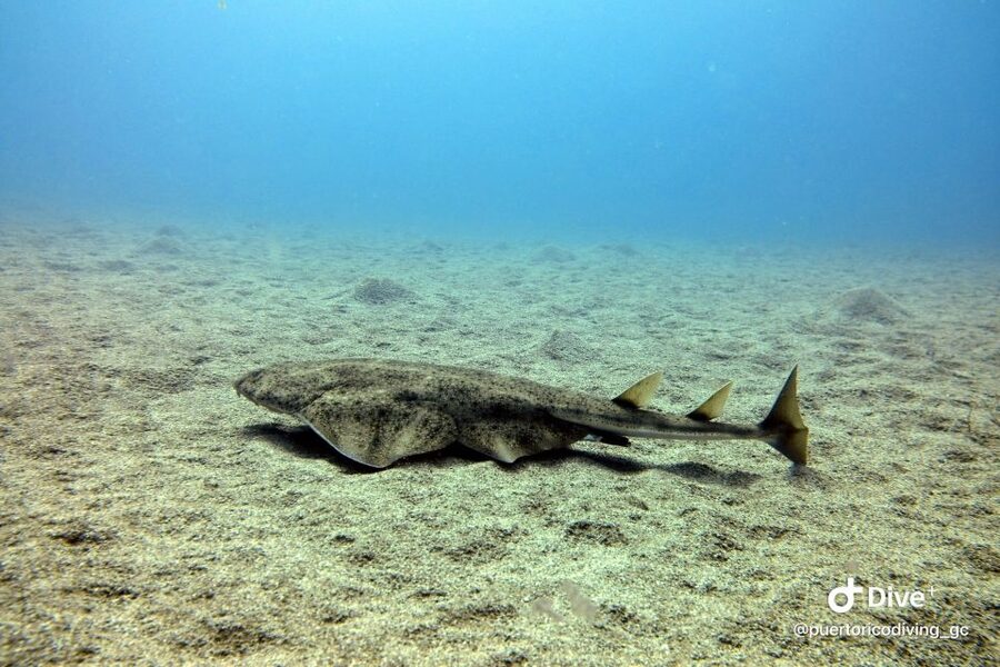 Gran Canaria: Try Scuba Diving for Beginners - What to bring and how to prepare