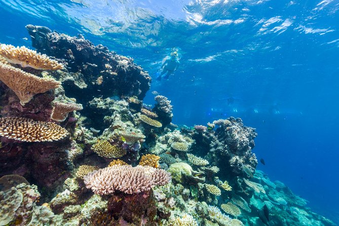 Great Barrier Reef Snorkeling and Diving Cruise from Cairns - Hastings Reef brings a second view of the reef