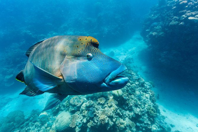 Great Barrier Reef Snorkeling and Diving Cruise from Cairns - The return trip includes snacks and music