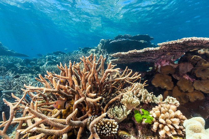 Great Barrier Reef Snorkeling and Diving Cruise from Cairns - Who will enjoy this Cairns reef cruise?