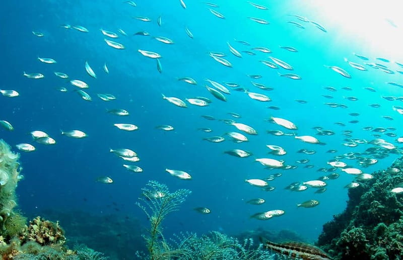 Green Bay Cyprus - Scuba diving - Guided Dive or Try Dive - Your first minutes underwater