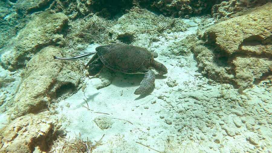 Green Bay Cyprus - Scuba diving - Guided Dive or Try Dive - Fish, turtles, octopus, and an underwater sculpture park