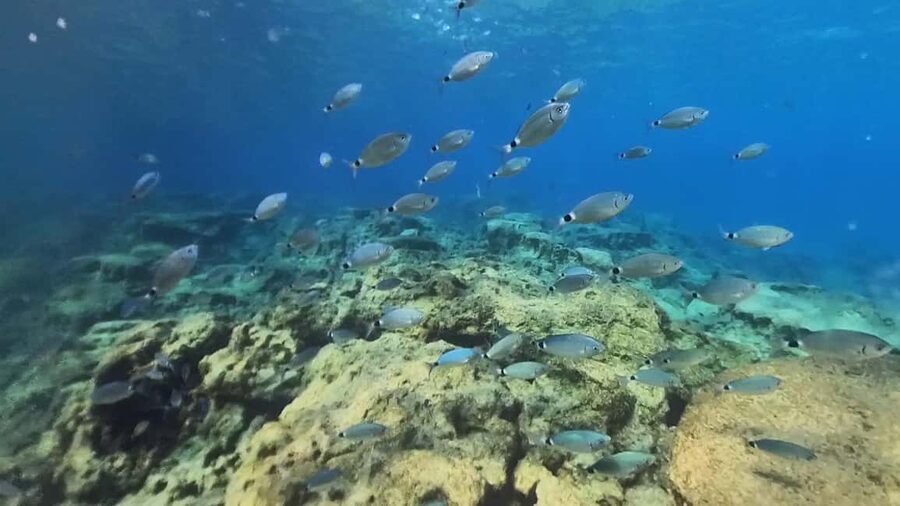 Green Bay Cyprus - Scuba diving - Guided Dive or Try Dive - Photos and memories after the session