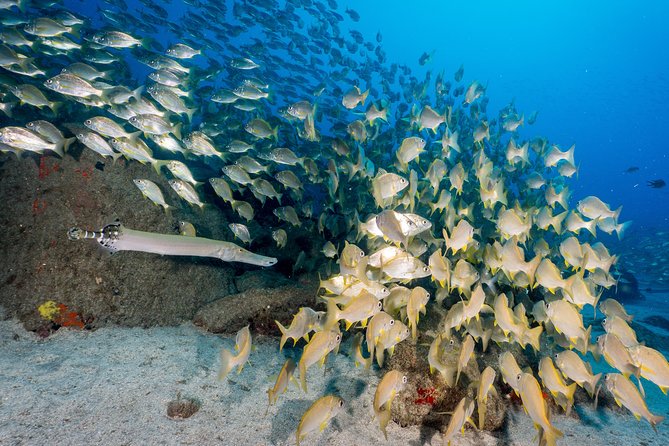 Guided Boat Dives for Certified Divers - Returning to the harbor for your surface interval