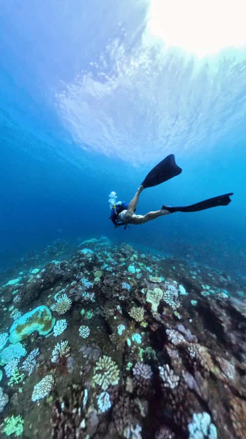 Guided exploration for certified divers (N1, PE20, Open Water min.) - A calm pace for certified participants