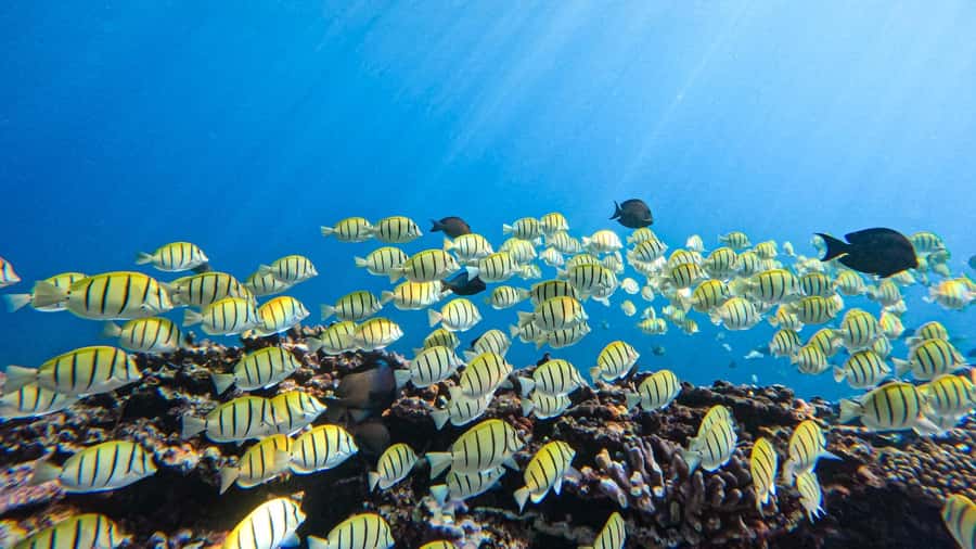 Guided exploration for certified divers (N1, PE20, Open Water min.) - Is $87 a fair price?