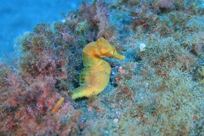 guided Scuba Diving on Tenerife (for certified divers) - What you may see beneath Tenerife