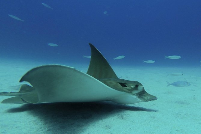 guided Scuba Diving on Tenerife (for certified divers) - A private group of four changes the day