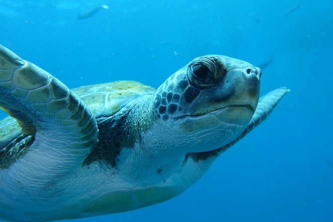 guided Scuba Diving on Tenerife (for certified divers) - What the six-hour schedule means