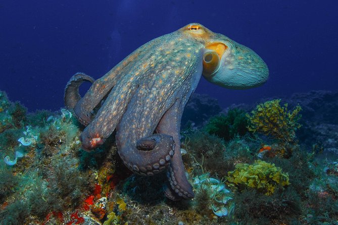 guided Scuba Diving on Tenerife (for certified divers) - What is included for $180.20