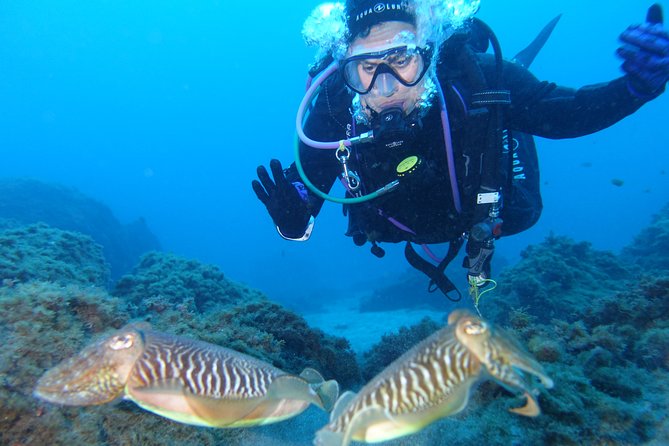 guided Scuba Diving on Tenerife (for certified divers) - Who should book this experience