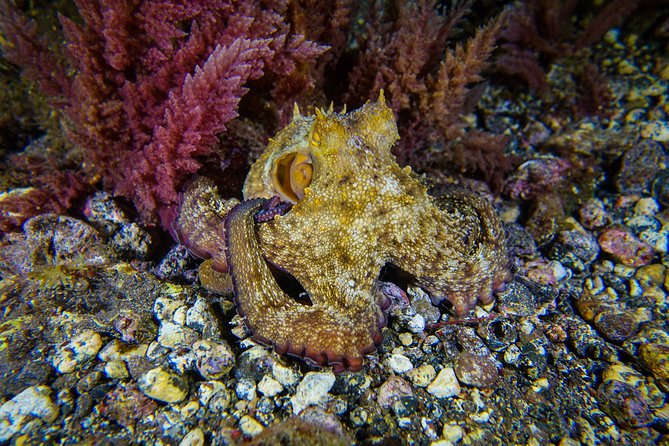 guided Scuba Diving on Tenerife (for certified divers) - Choosing between northern sites and Radazul
