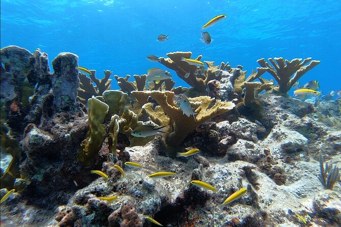 Guided Shallow 2 Tank Dive Trip for CERTIFIED SCUBA DIVERS ONLY! - The crew and the safety culture