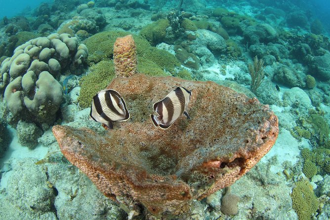 Guided Shore Dive for Certified Divers with Scubaçao (1 tank) - Choosing between reefs, wrecks, walls, and drop-offs