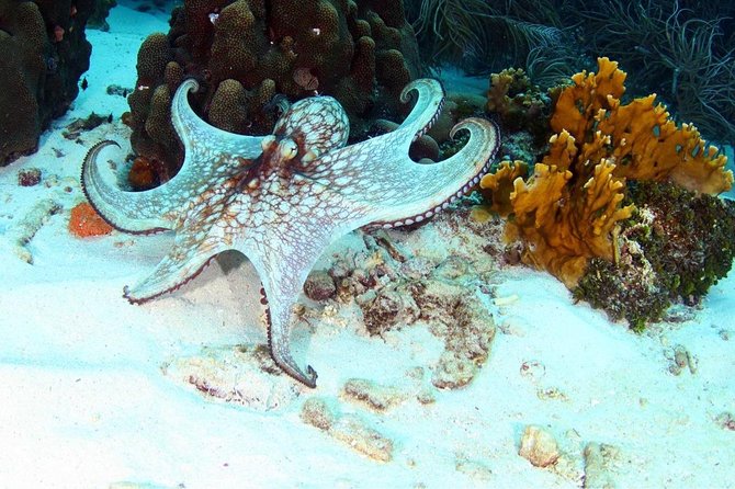 Guided Shore Dive for Certified Divers with Scubaçao (1 tank) - Why the shore approach can be a smart choice