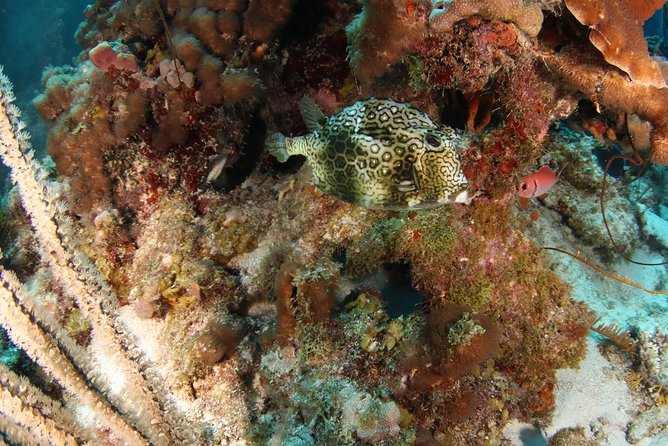 Guided Shore Dive for Certified Divers with Scubaçao (2 tank) - Two shore entries in one five-hour morning